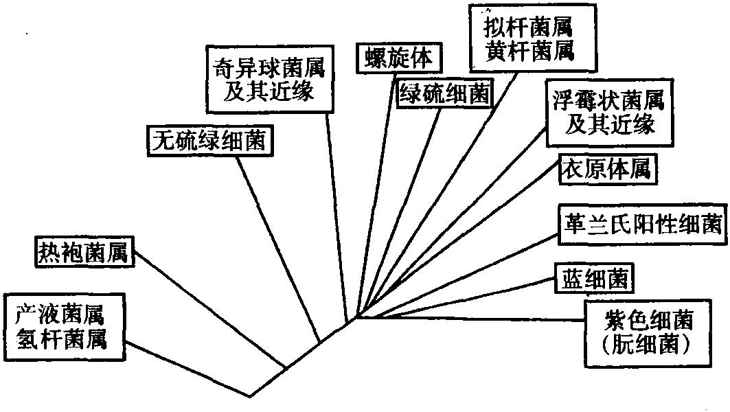 细菌域